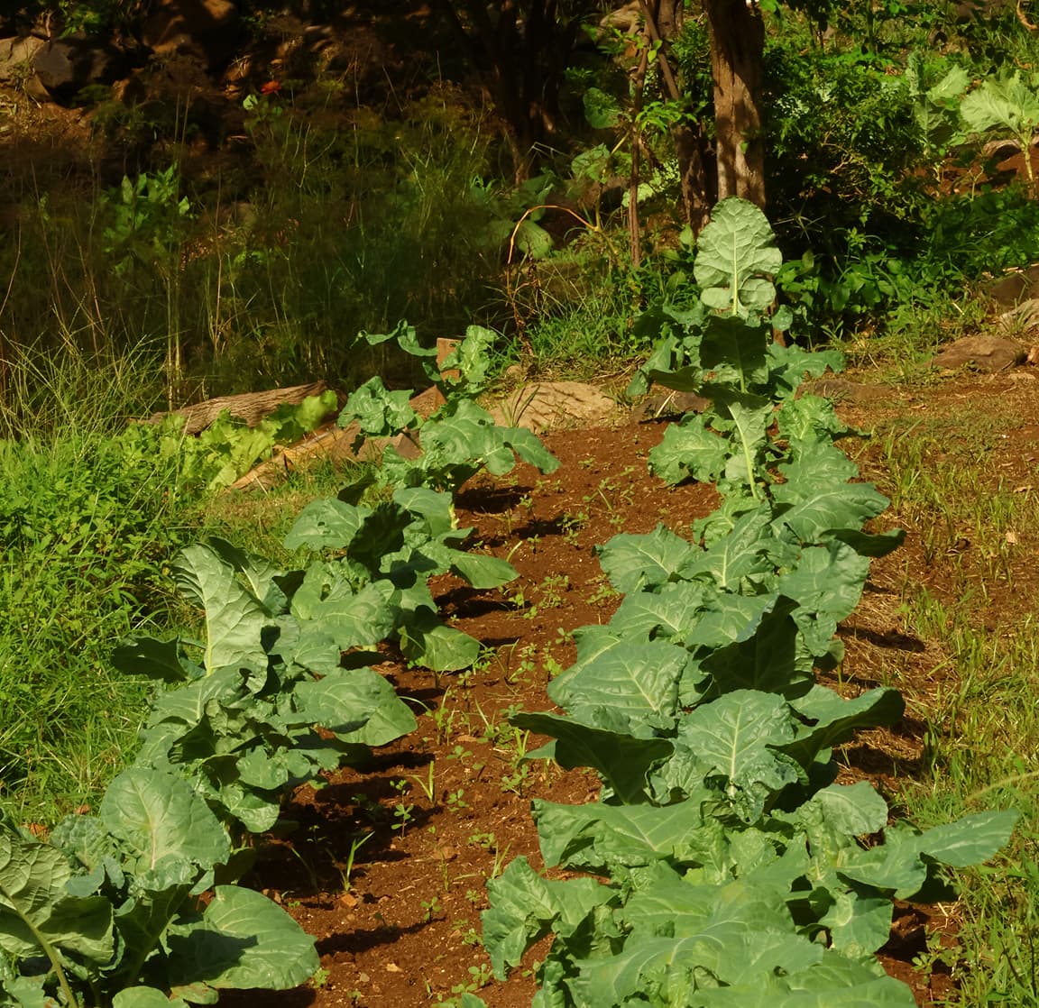 Horta orgânica da Pousada do Vale com cultivo de couve e vegetais em Fernando de Noronha