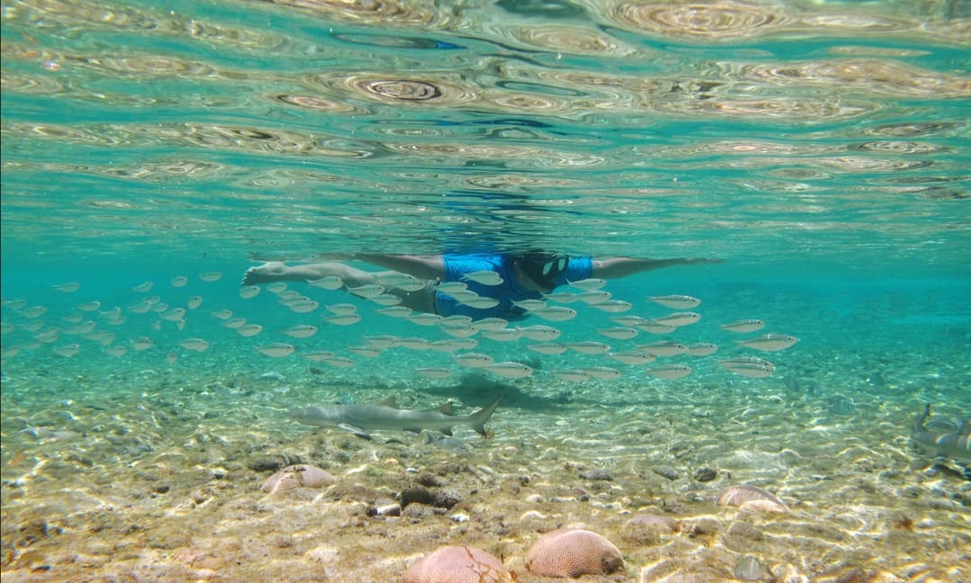 Mergulho com cardume e tubarão-lixa em águas cristalinas de Fernando de Noronha